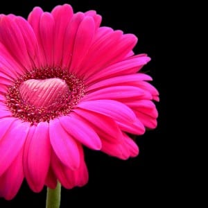 daisyheart daisyheart