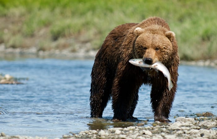 salmon fishing