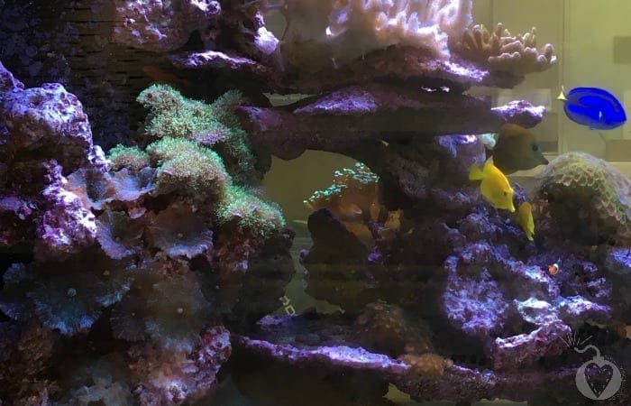 How to Create The Perfect Home Aquarium featured