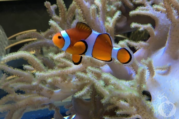 How to Create The Perfect Home Aquarium3