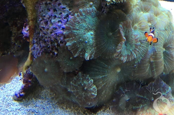How to Create The Perfect Home Aquarium4