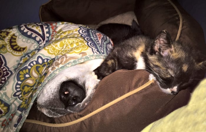 How I Became An Accidental Animal Hoarder