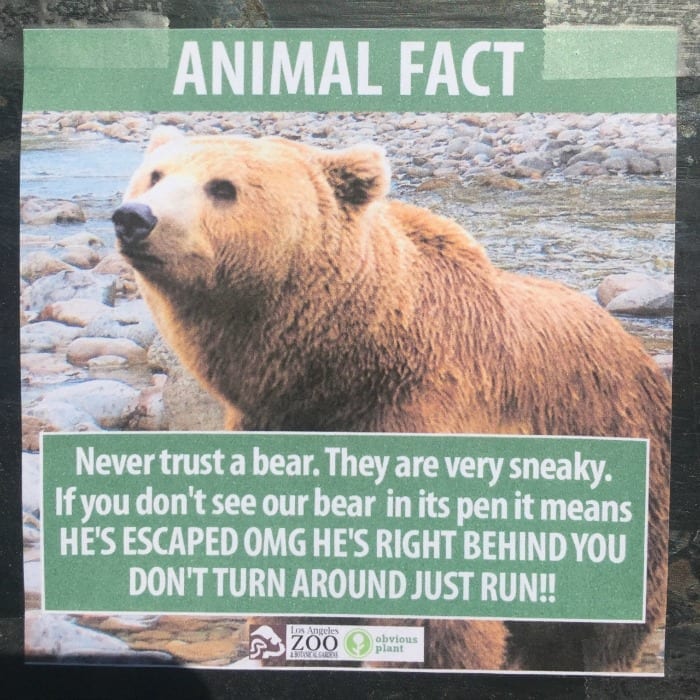 bear