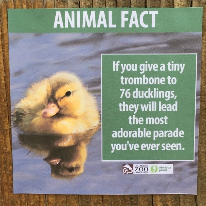 ducklings