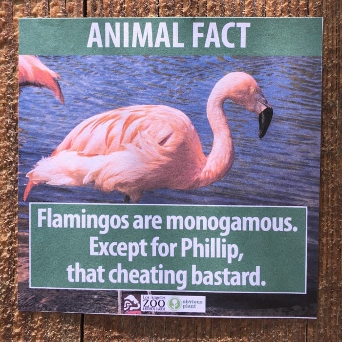flamingos