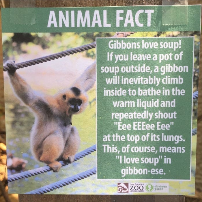 gibbons