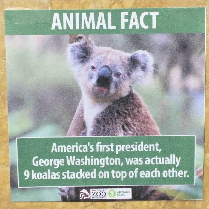 koalas