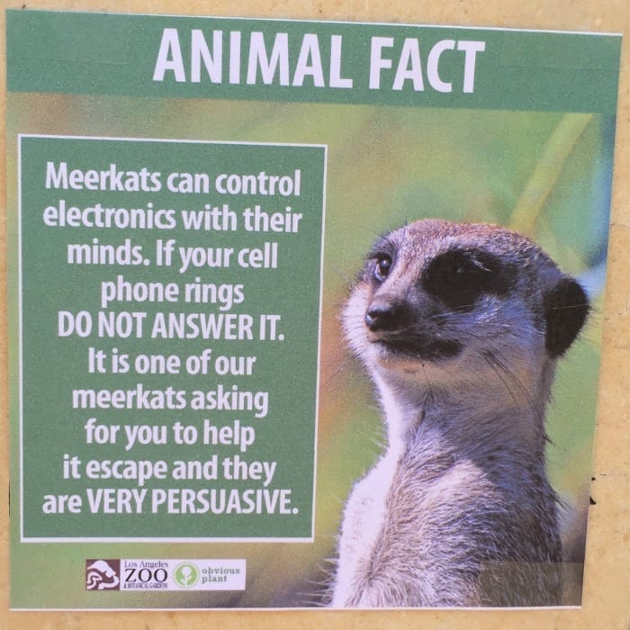 meerkats