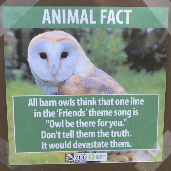 owls