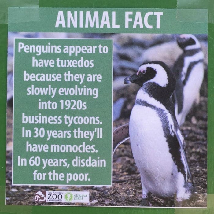 penguins