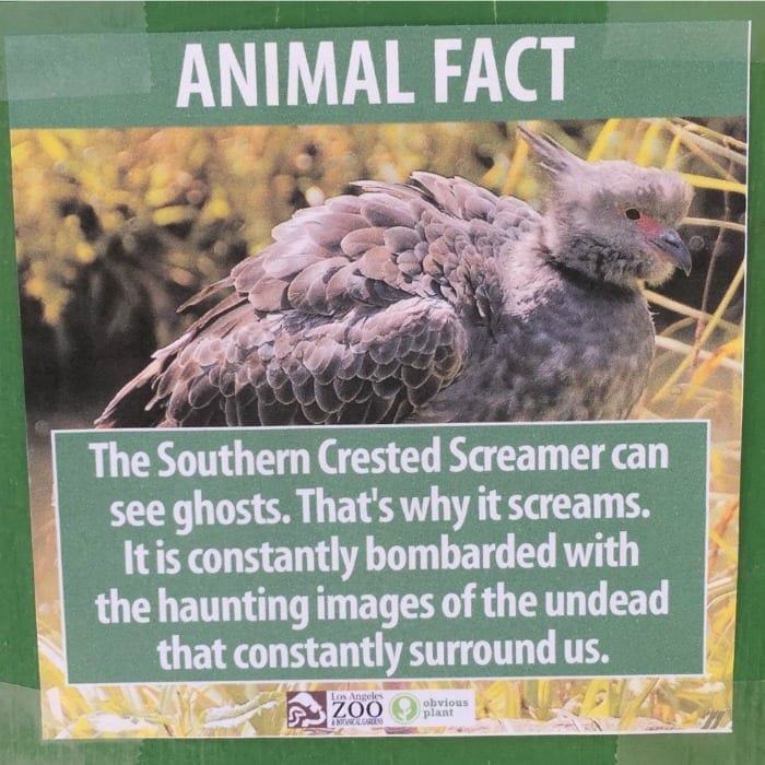 screamer
