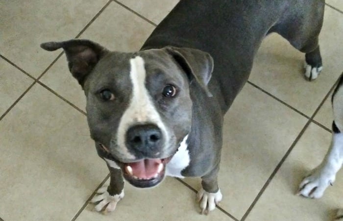 I Love My Vicious Pit Bulls
