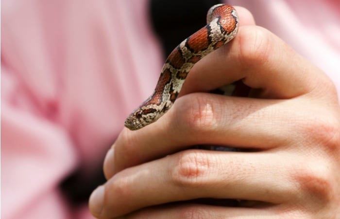 That Time Being An Adult Meant Coaxing A Snake Out Of A Tree