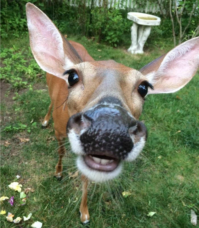 this derpy deer