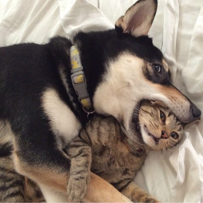 this dog caught in the act