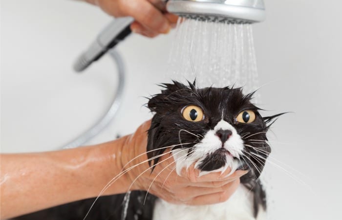 How Bathing A Cat Shows What Kind Of Relationship You Have