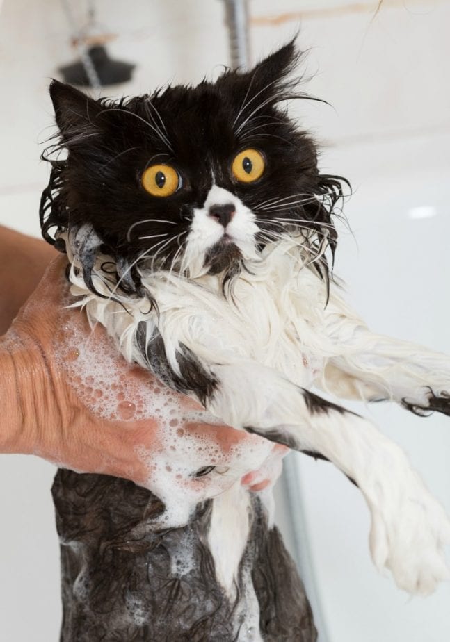 bathing a cat
