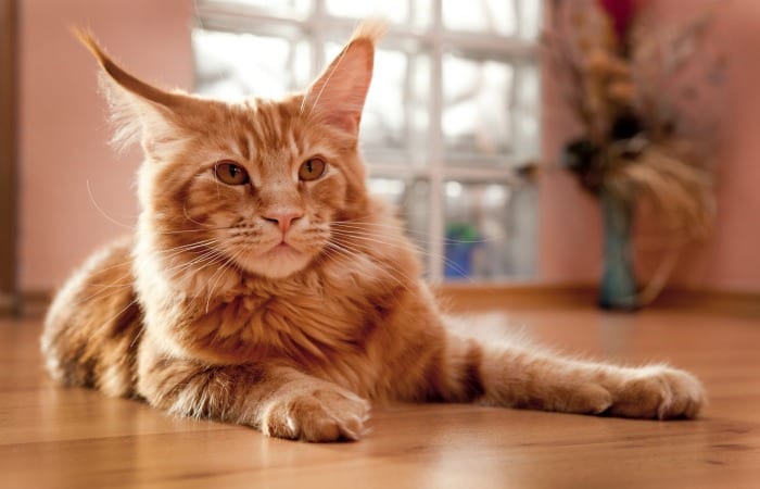 When Do You Admit The Relationship With Your Pet Isn’t Working Out?