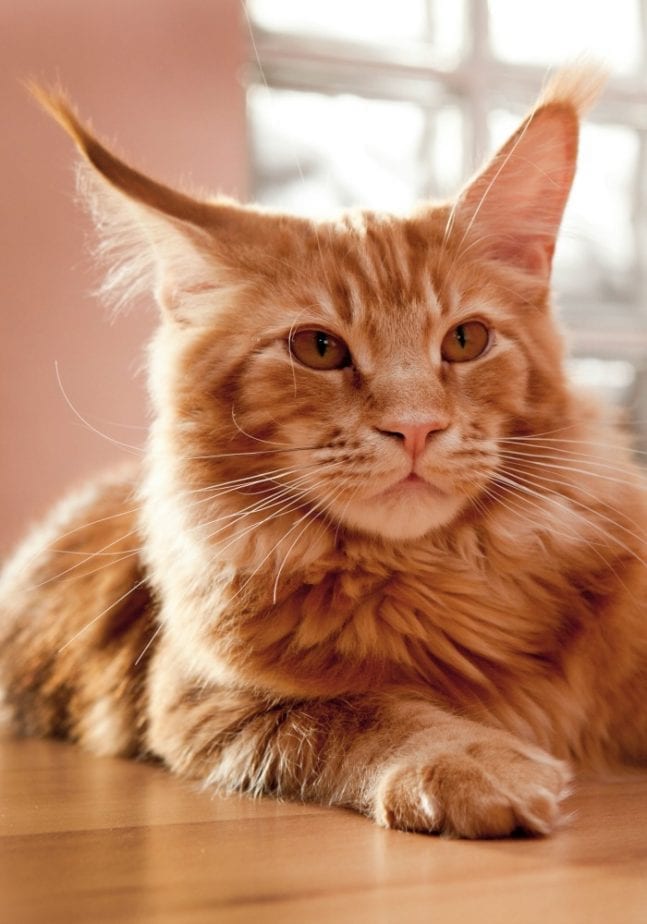 maine-coon