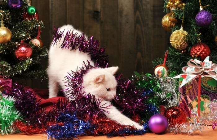 My Tree Will Never Make It To Christmas…