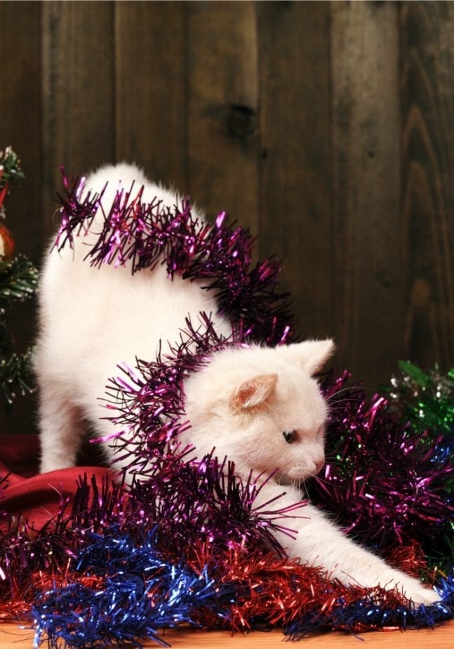 cat-christmas