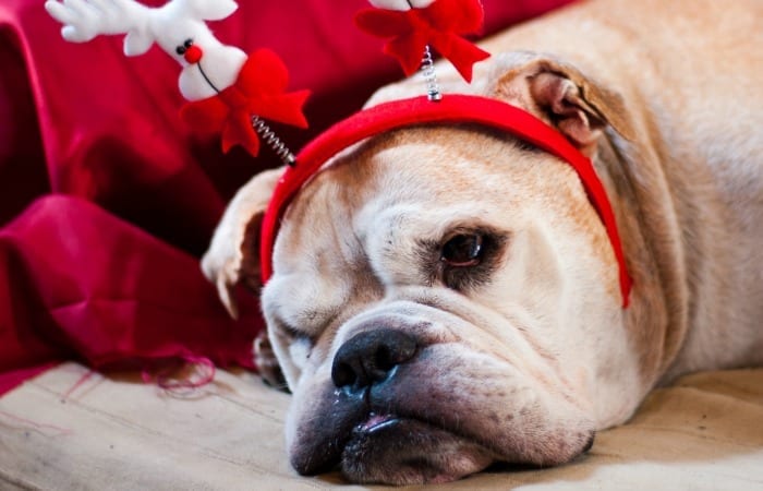 The Stress Of Being A Christmas Procrastinator…