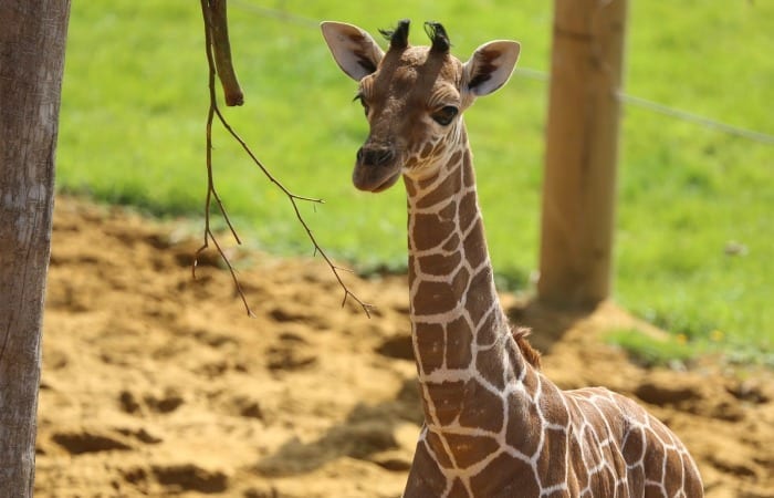 …And I’m Just Waitin’ For A Pregnant Giraffe To Poop Out A Baby