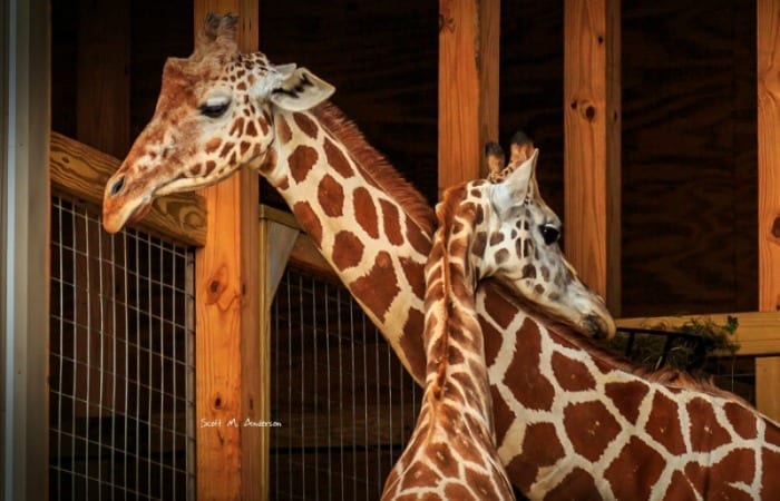 Why Oliver And April The Giraffe Are #RelationshipGoals
