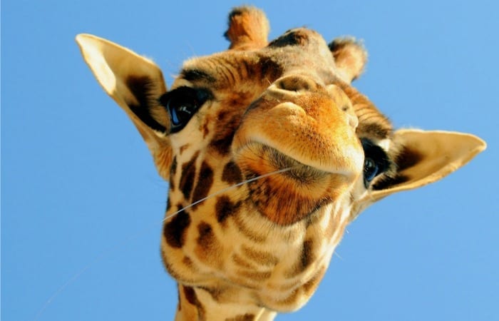 Dear April The Giraffe…Just Between You And Me, Are You Really Pregnant?