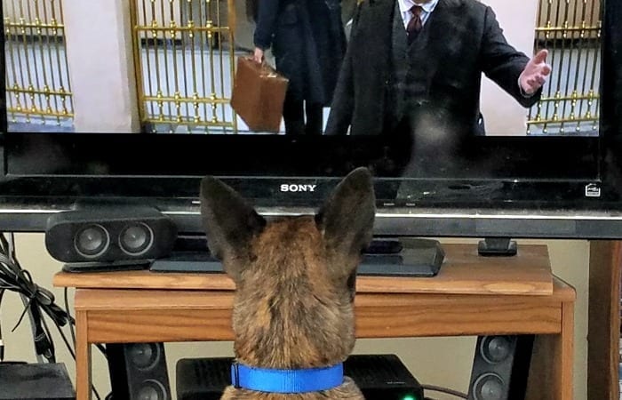 I Think My Dog Is Addicted To TV