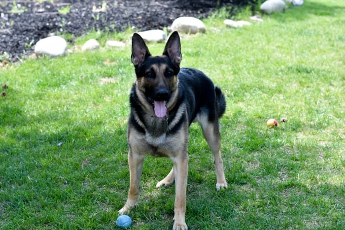5 Ways to Shower Your Dog with Love