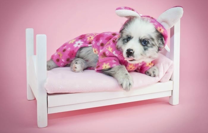 Your Dog Doesn’t Count On Mother’s Day And Other Truths