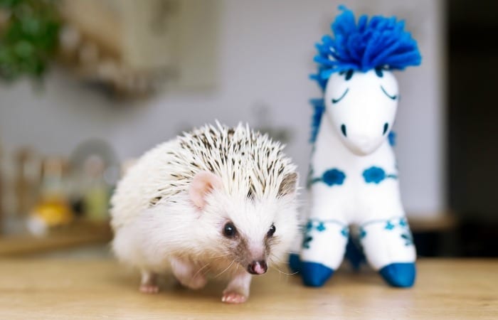 Sometimes The Animal You Never Wanted Becomes The Companion You Always Needed