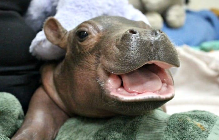 This Premature Baby Hippo Is All I Care About This Summer