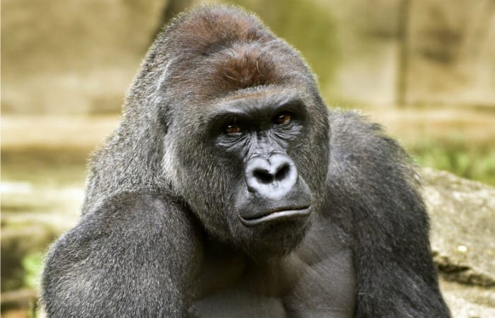 I’m Glad Harambe Died (And You Would Be, Too!)