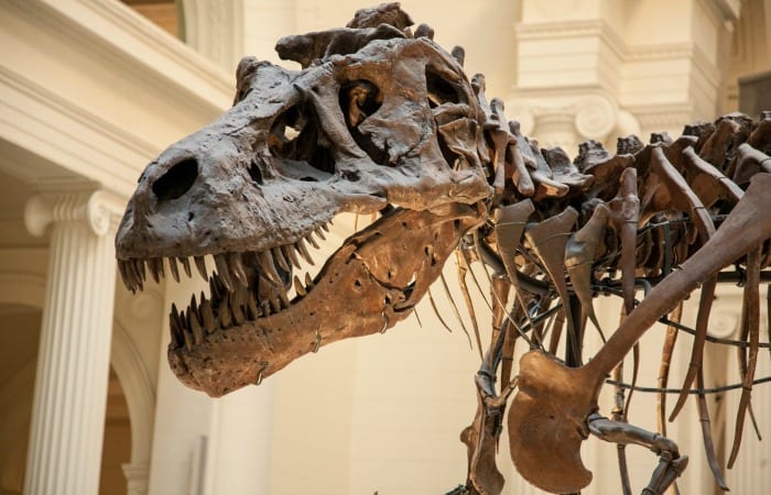 There Are People Who Don’t Believe Dinosaurs Existed, And That Is Horrifying