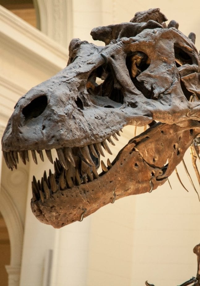 do you believe that dinosaurs were real? this t-rex skeleton certainly proves they were!