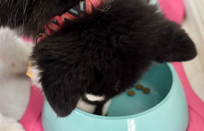 5 Ways I Keep My Puppy Happy and Healthy