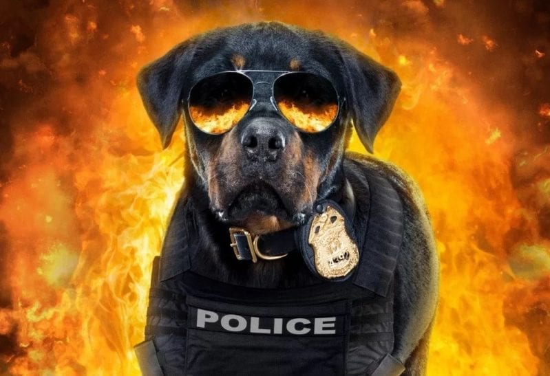 Don’t Let Your Kids Watch Show Dogs