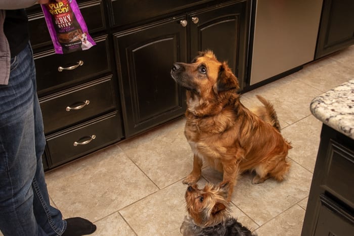 Train Your Dog To Sit and Wait