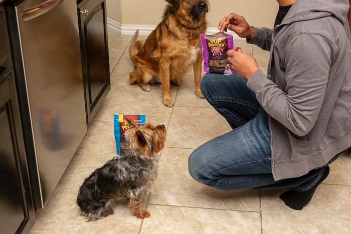 nugget sitting and waiting on a treat