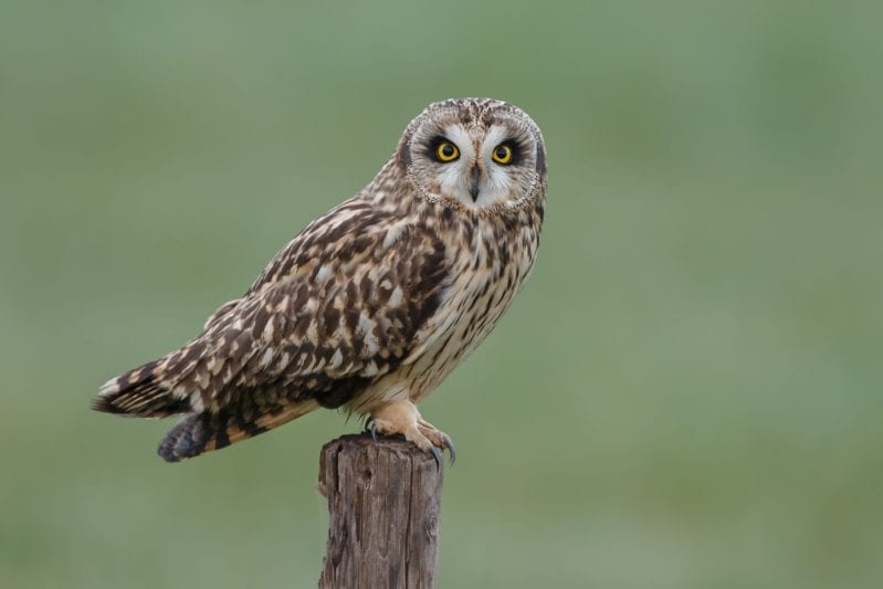 You’ve Got to Watch This Netflix Documentary Where an Owl Murders Someone