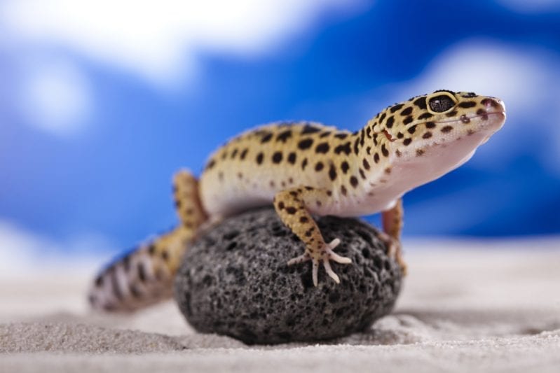 lizard reincarnation