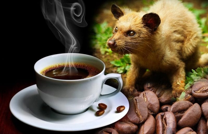 There’s a Coffee Made of Poop, And It’s Supposed To Be The Best Coffee In The World