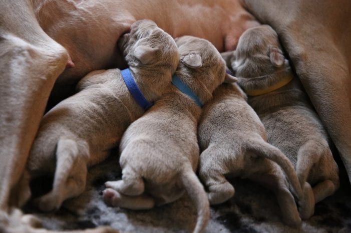 This Dog Had 19 Puppies AT ONCE And I’m So In Love!