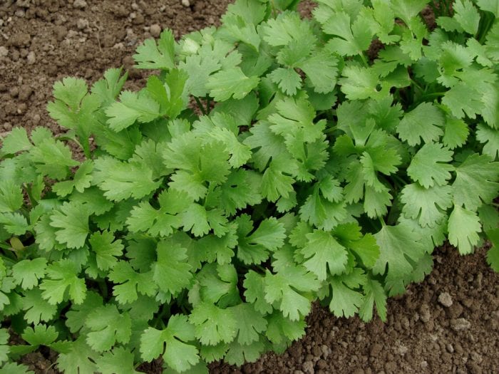 grow your own salsa