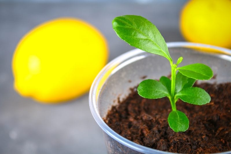 If you learn how to grow citrus on your patio, you will not only have fruit, but some awesome smells. When it comes to beautiful and unique plants to grow on your patio you can't get more creative than growing citrus. #citrusplants #gardening #howtogrowcitrus #patiogarden #balconygardening
