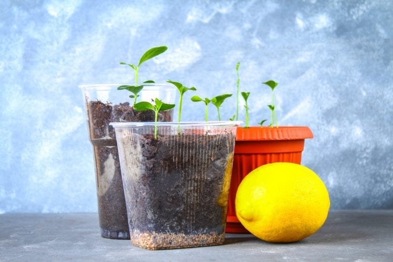 If you learn how to grow citrus on your patio, you will not only have fruit, but some awesome smells. When it comes to beautiful and unique plants to grow on your patio you can't get more creative than growing citrus. #citrusplants #gardening #howtogrowcitrus #patiogarden #balconygardening