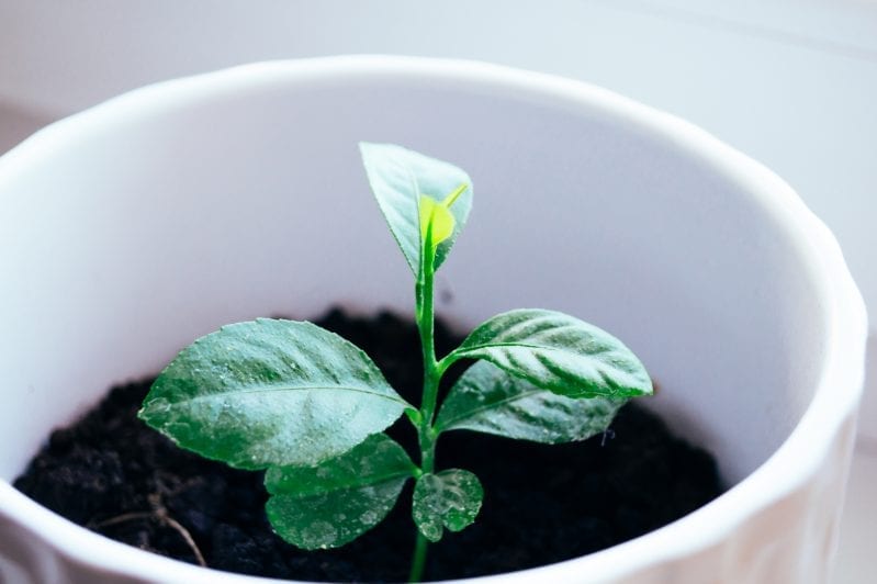 If you learn how to grow citrus on your patio, you will not only have fruit, but some awesome smells. When it comes to beautiful and unique plants to grow on your patio you can't get more creative than growing citrus. #citrusplants #gardening #howtogrowcitrus #patiogarden #balconygardening