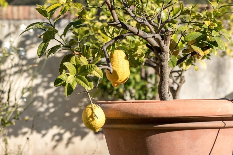 If you learn how to grow citrus on your patio, you will not only have fruit, but some awesome smells. When it comes to beautiful and unique plants to grow on your patio you can't get more creative than growing citrus. #citrusplants #gardening #howtogrowcitrus #patiogarden #balconygardening